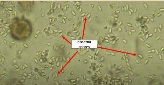 Obraz mikroskopowy (400×) spor Nosema spp.
